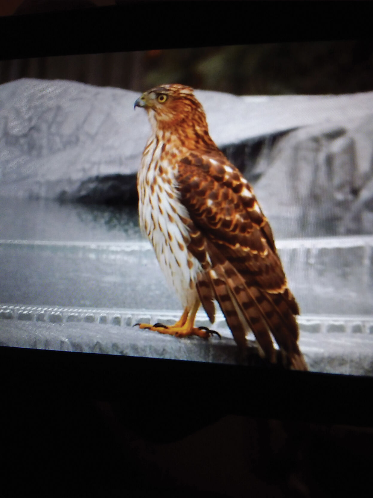 Hawk sitting on pool ledge
